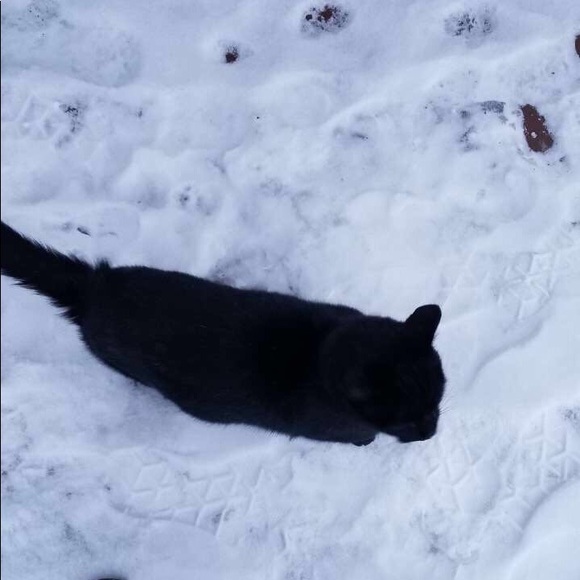 Meet your Posher, willow - Picture 1 of 2